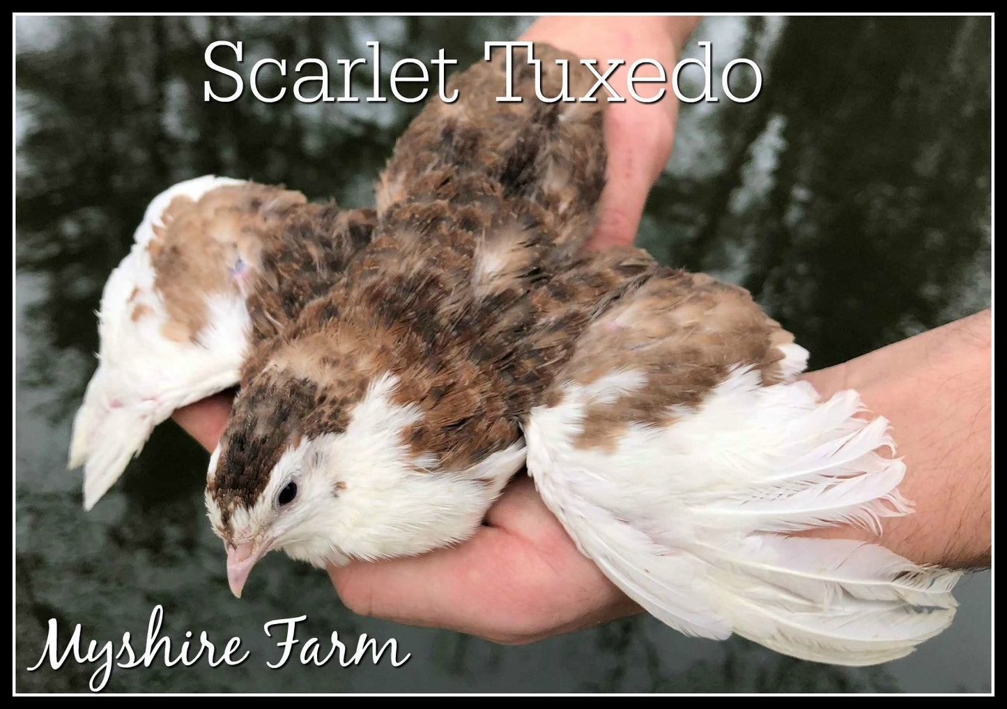 Tuxedo Variety (the BTA) - Coturnix Quail Hatching Eggs image 3