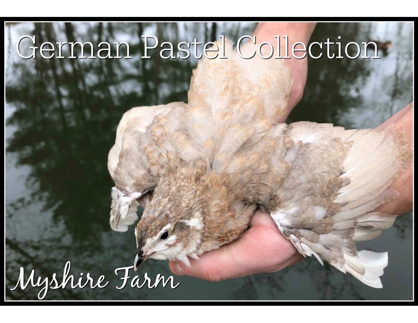 German Pastel Collection (GPC) - Coturnix Quail Hatching Eggs image 9