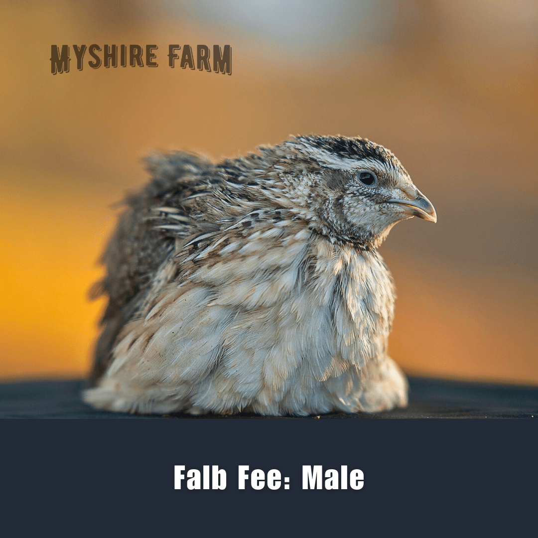 Live Quail - MALES ONLY (4-6 Wks) image 1