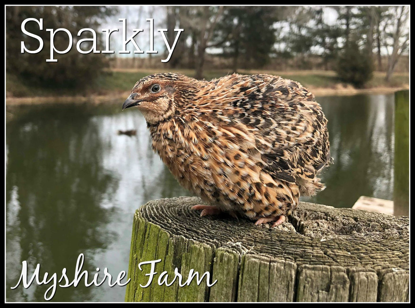 Sparkly and Pansy Mix - Coturnix Quail Hatching Eggs image 4