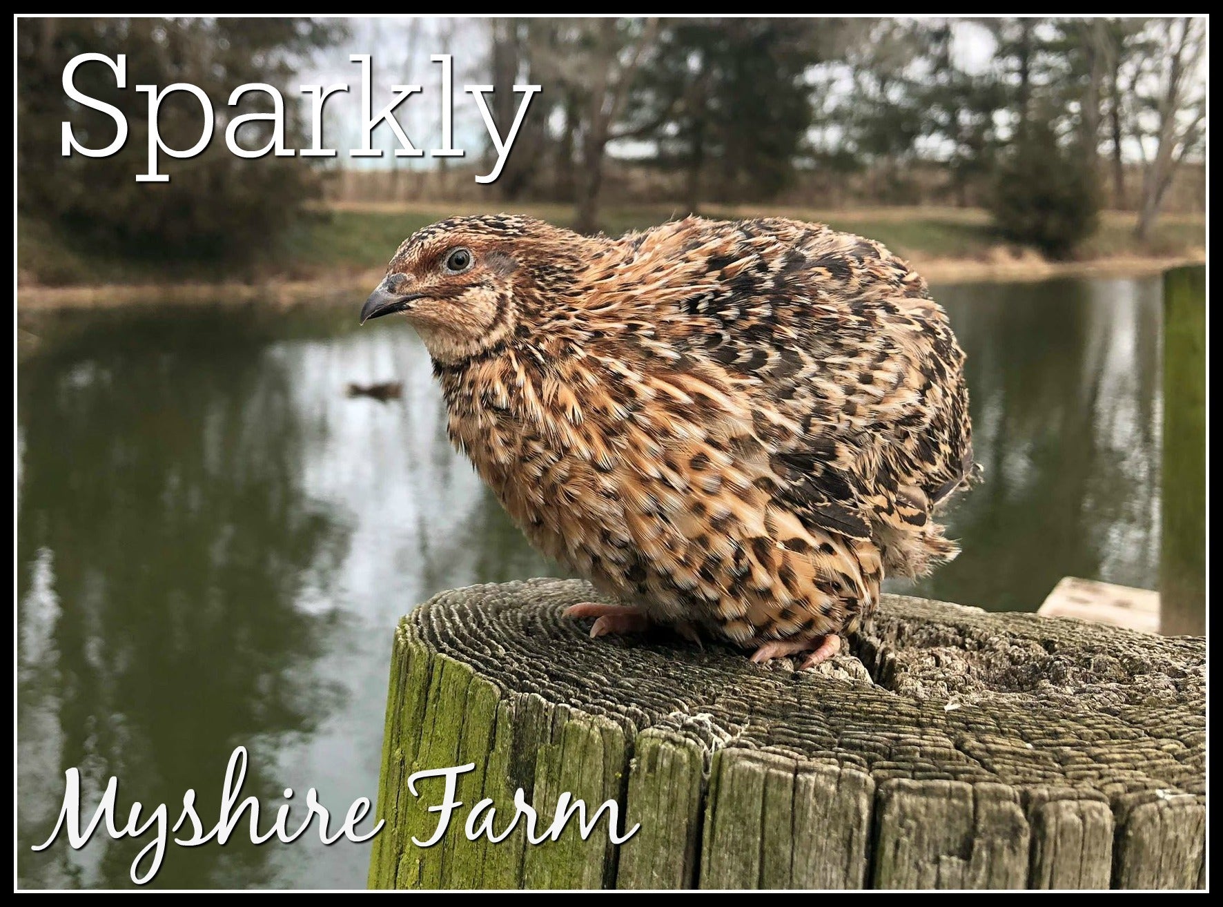 Sparkly and Pansy Mix - Coturnix Quail Hatching Eggs image 4