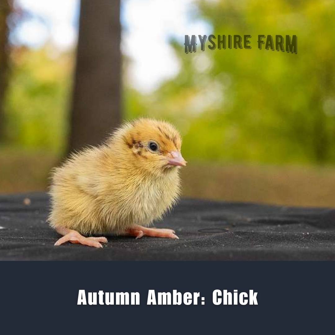 Autumn Amber - Coturnix Quail Hatching Eggs image 3