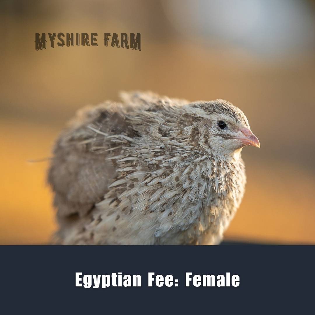 Egyptian Fee  - Coturnix Quail Hatching Eggs image 1