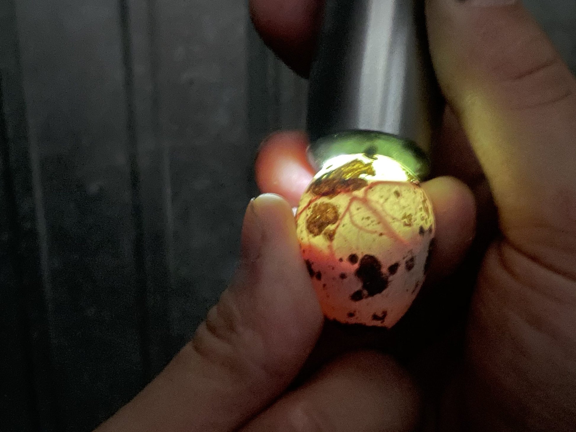 INCU-BRIGHT QUAIL EGG CANDLER image 1