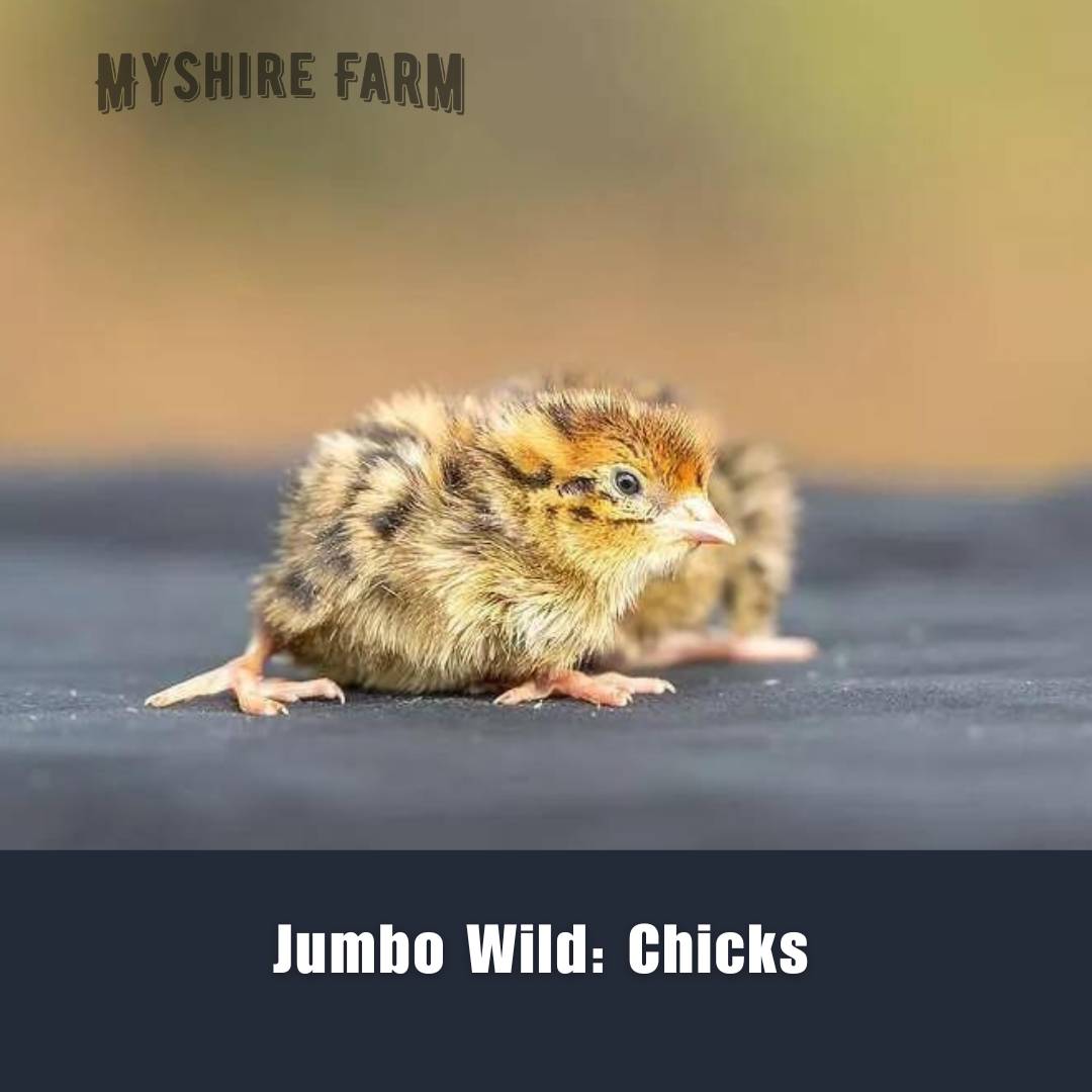 JUMBO Mix Collection - Coturnix Quail Hatching Eggs image 3