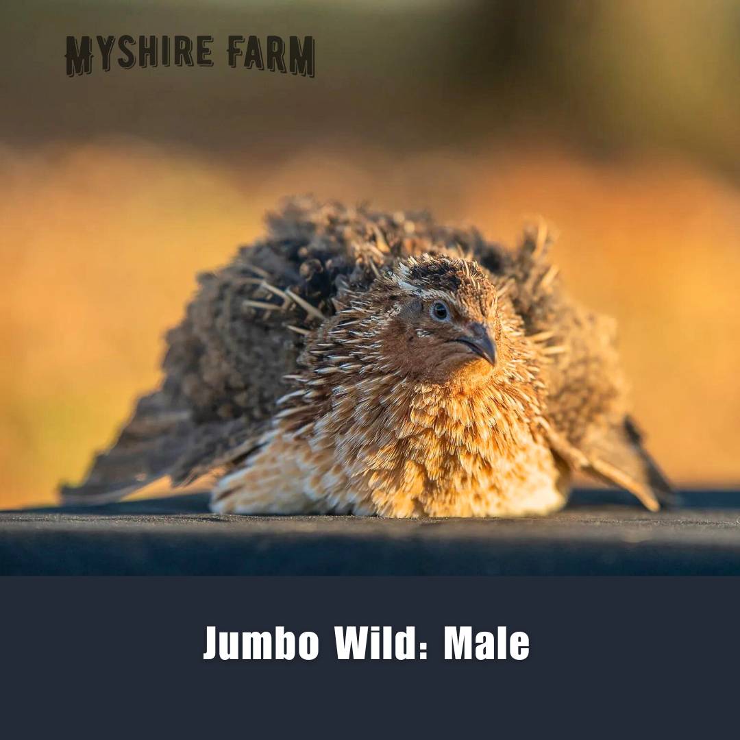 JUMBO Mix Collection - Coturnix Quail Hatching Eggs image 1