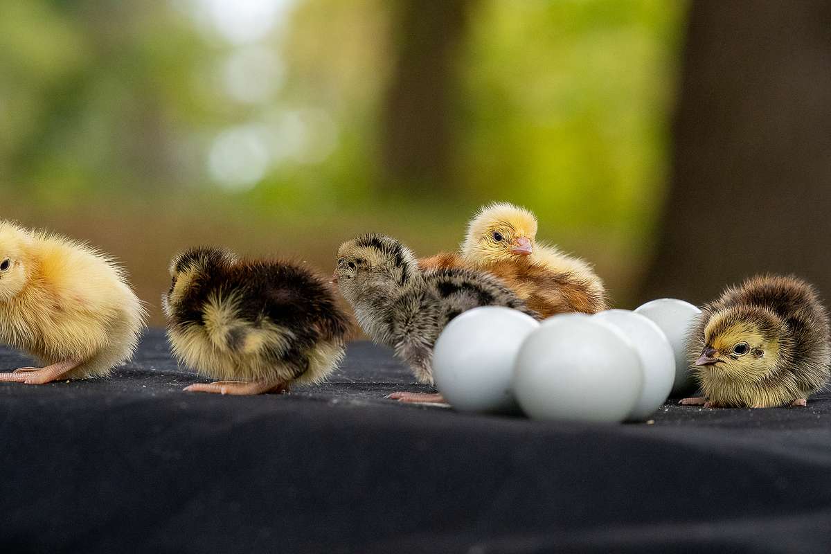 Live Quail - Celadon Starter Set (4 Wks) image 2