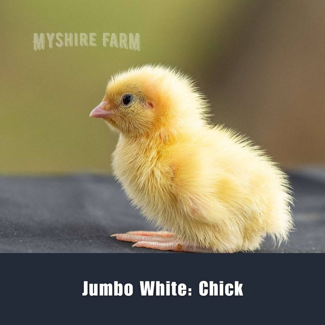 JUMBO White - Coturnix Quail Hatching Eggs image 1