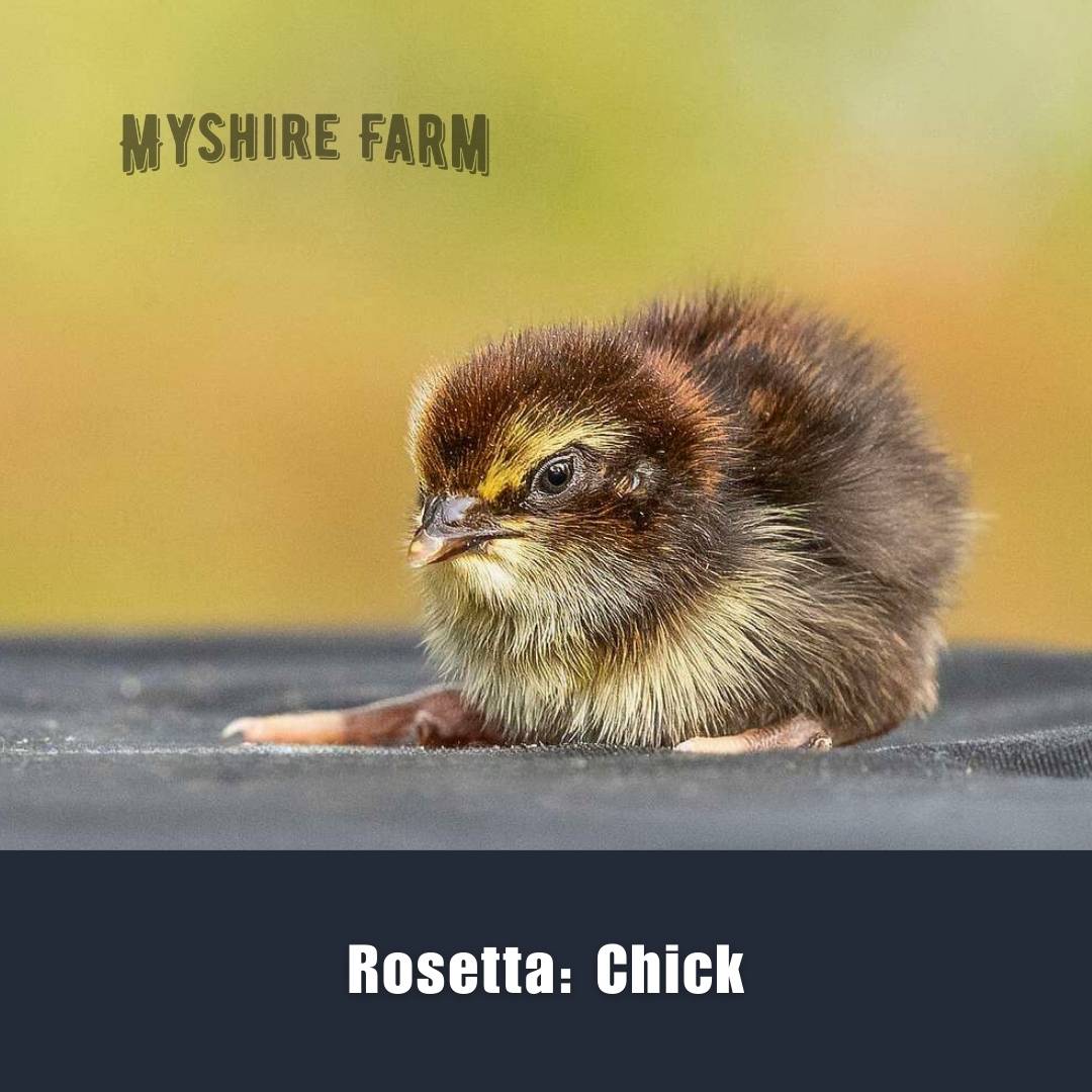 Tibetan/ Rosetta (EB Gene) - Coturnix Quail Hatching Eggs image 4