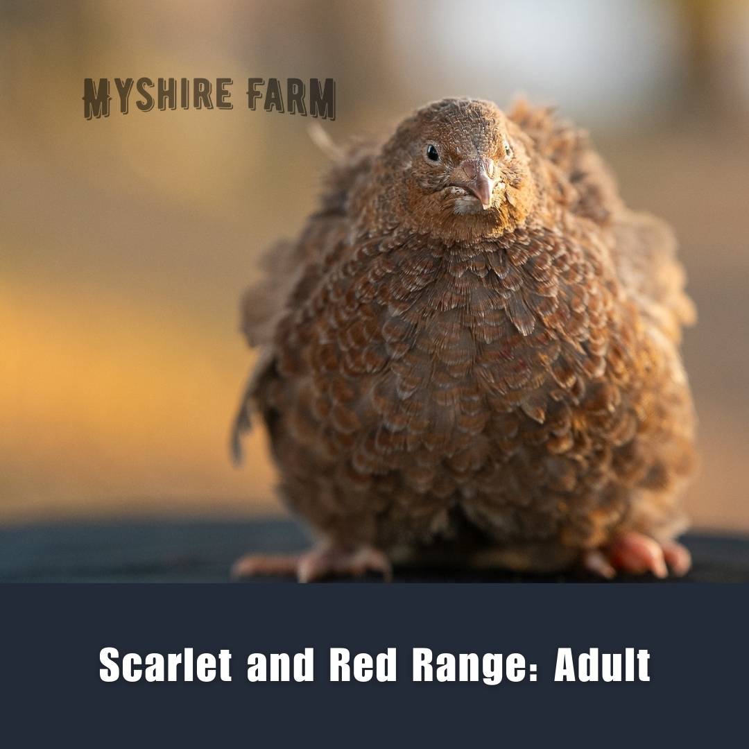 Variety Choice (MIX COLORS)- Coturnix Quail Hatching Eggs image 30