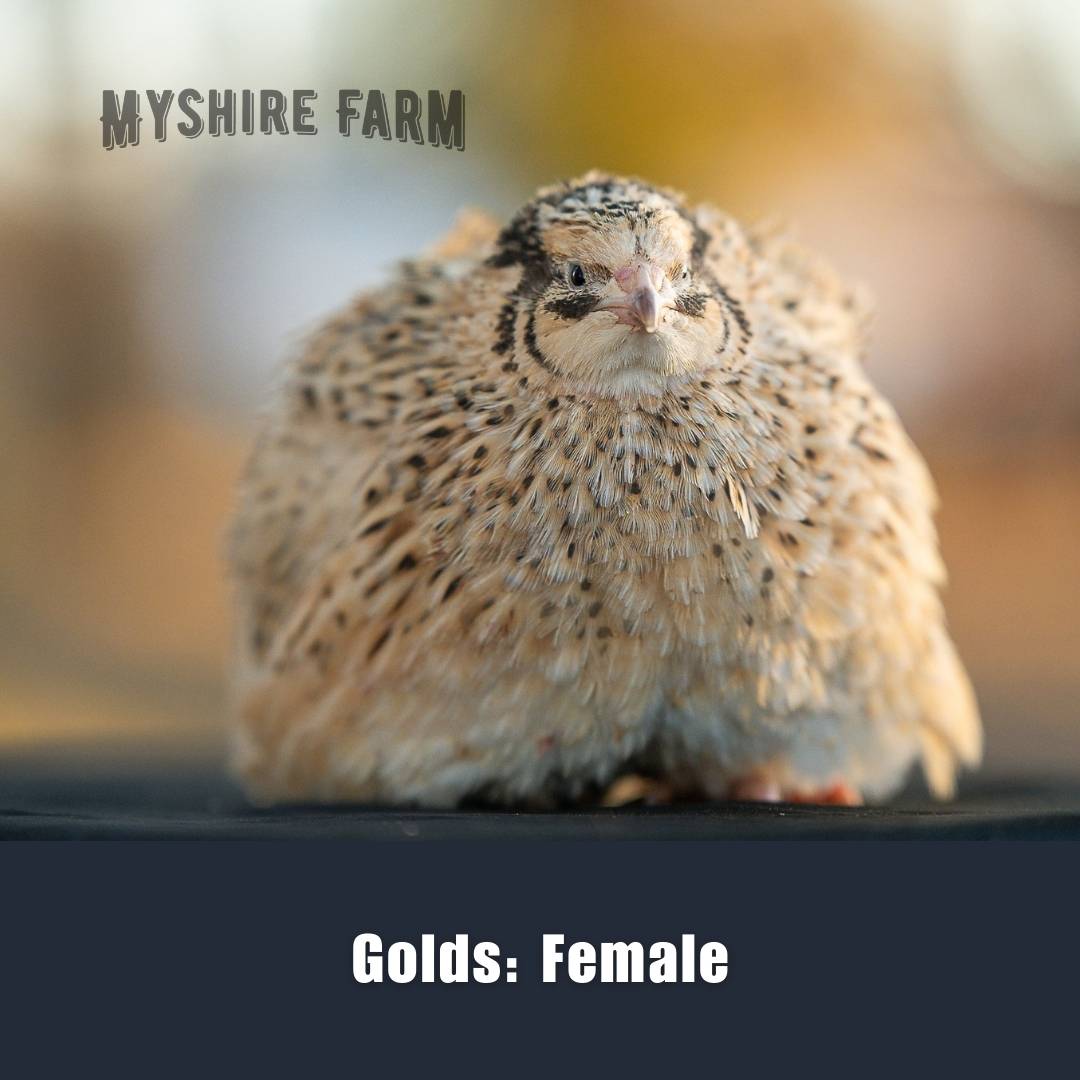 Golds (Italian & Golden Manchurian) - Coturnix Quail Hatching Eggs image 1