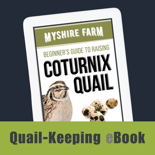Tablet displaying Beginner's Guide to Raising Coturnix Quail eBook with quail and eggs on cover