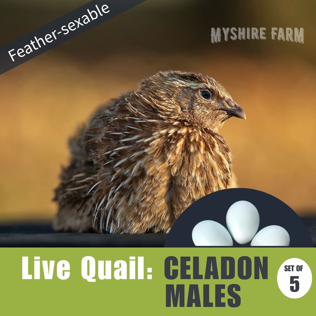 Live Quail: Feather-Sexable CELADON MALES (Set of 5)