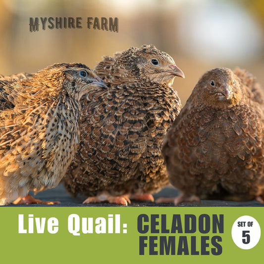 Live Quail: FEMALE CELADONS (set of 5)