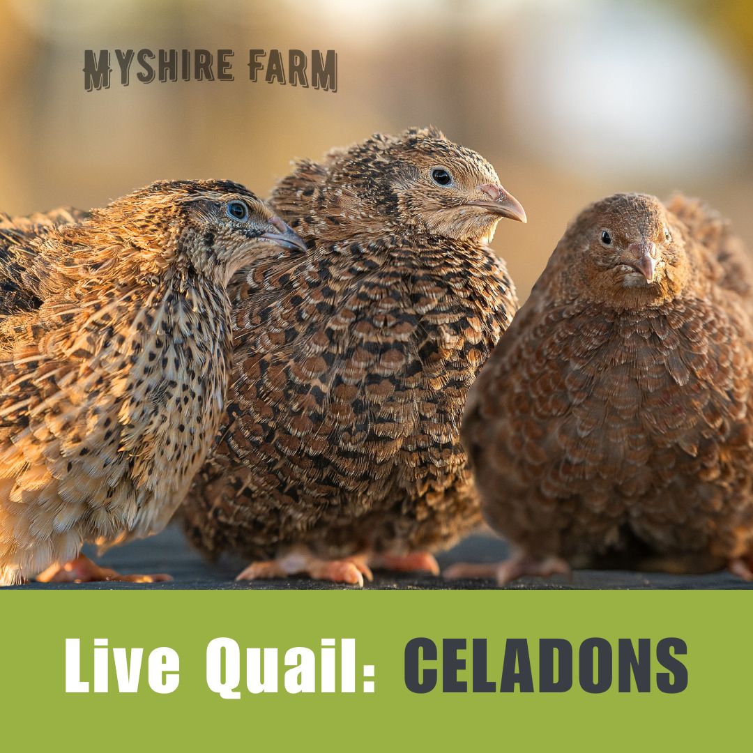 Live Quail: Unsexed CELADONS (blue eggs)