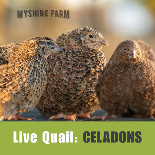 Live Quail: Unsexed CELADONS (blue eggs)
