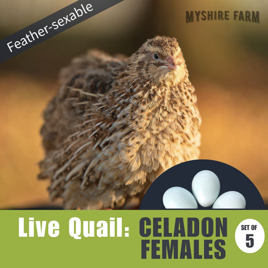 Live Quail: Feather-Sexable CELADON FEMALES (set of 5)