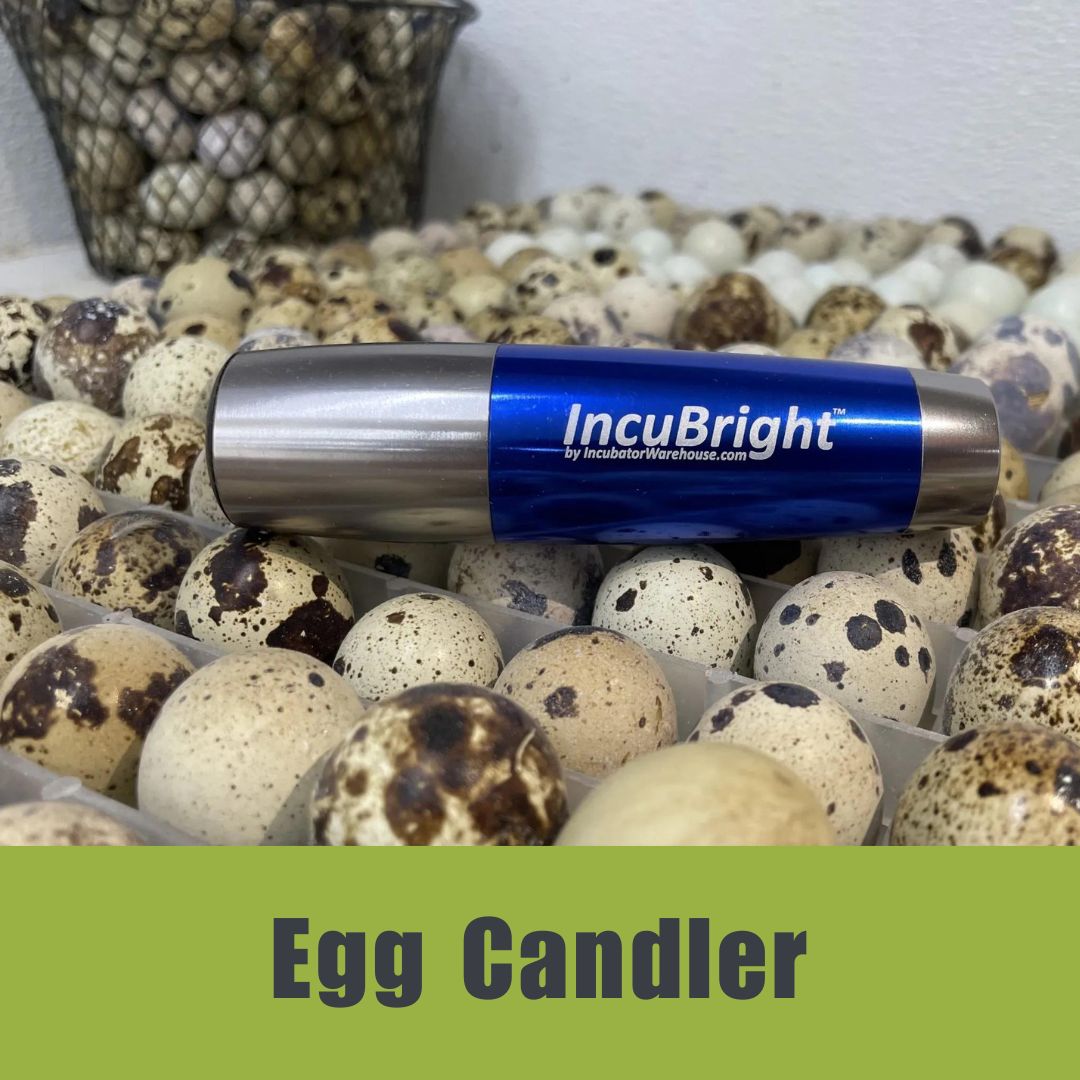 IncuBright Egg Candler