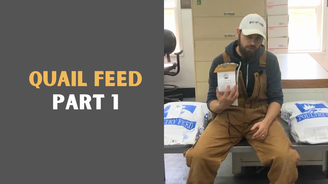 Load video: Zack from Myshire Farm introduces three different categories of Coturnix quail and discusses the differences between them.