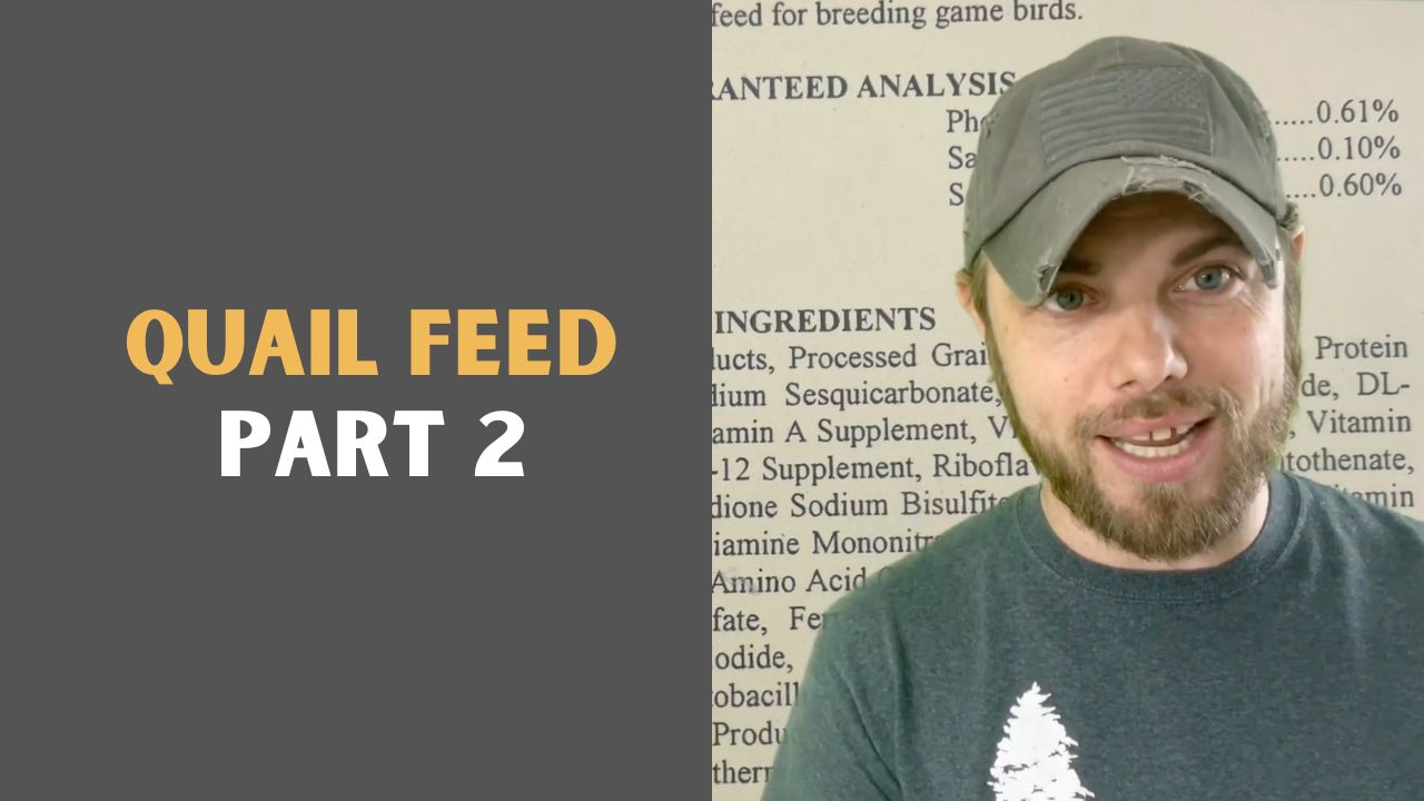 Load video: Zack from Myshire Farm introduces three different categories of Coturnix quail and discusses the differences between them.