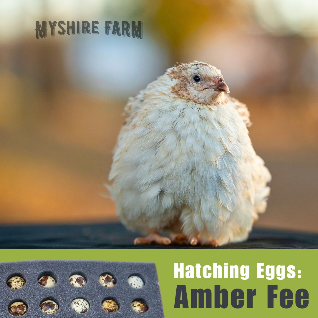 Amber Fee - Coturnix Quail Hatching Eggs