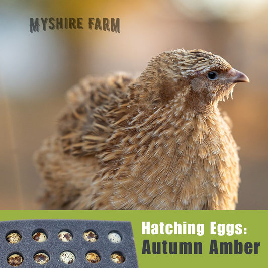 Autumn Amber - Coturnix Quail Hatching Eggs