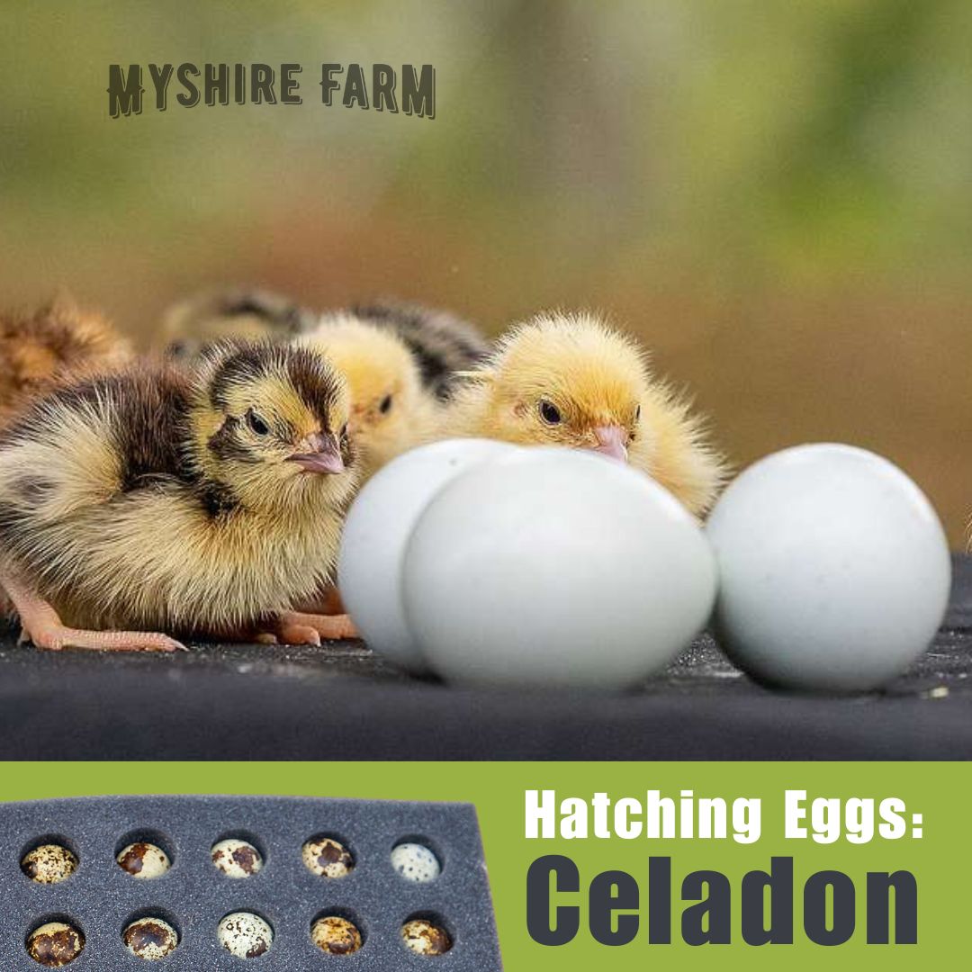 Celadon (True Blue) - Quail Hatching Eggs