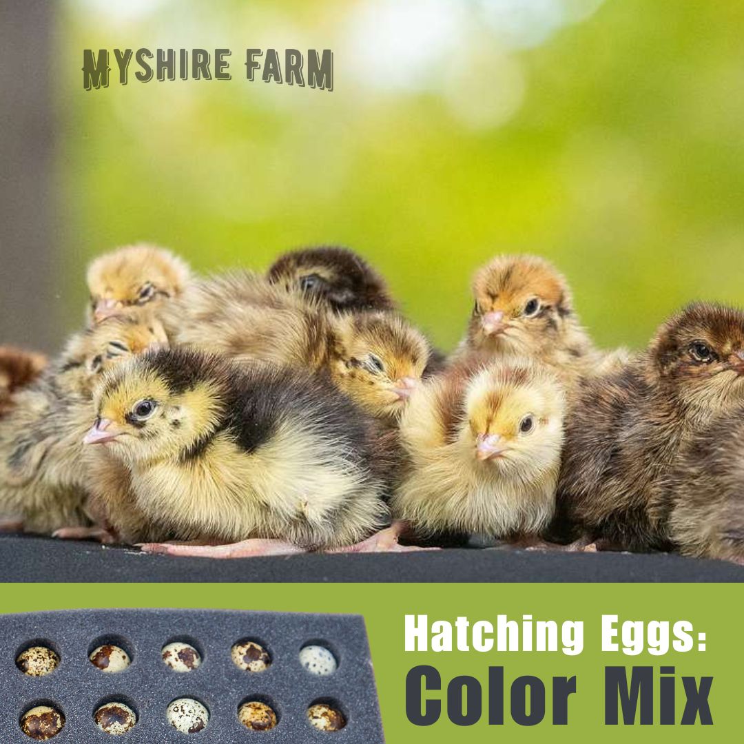 Myshire COLOR MIX - Quail Hatching Eggs