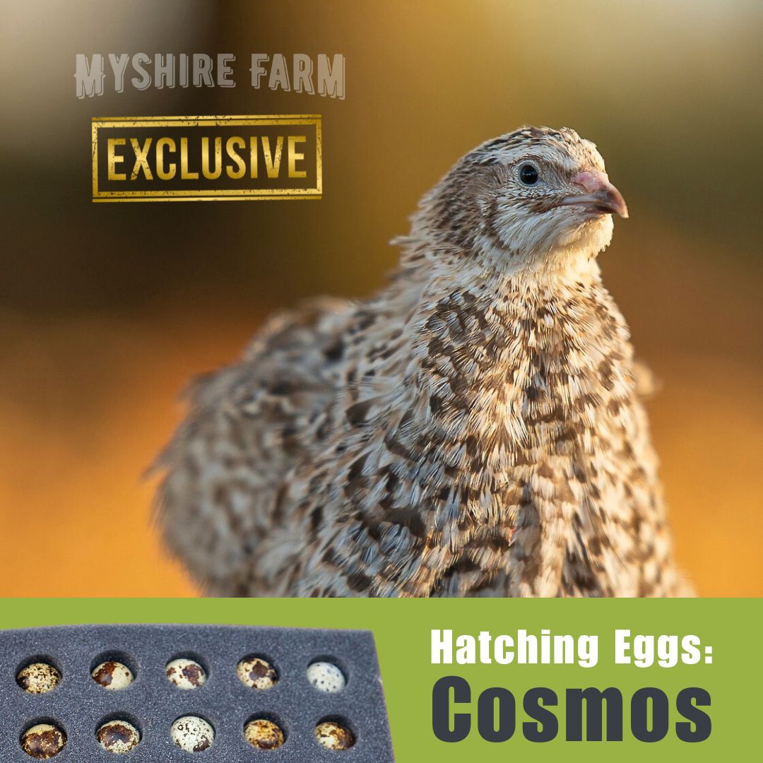 Cosmos - Coturnix Quail Hatching Eggs