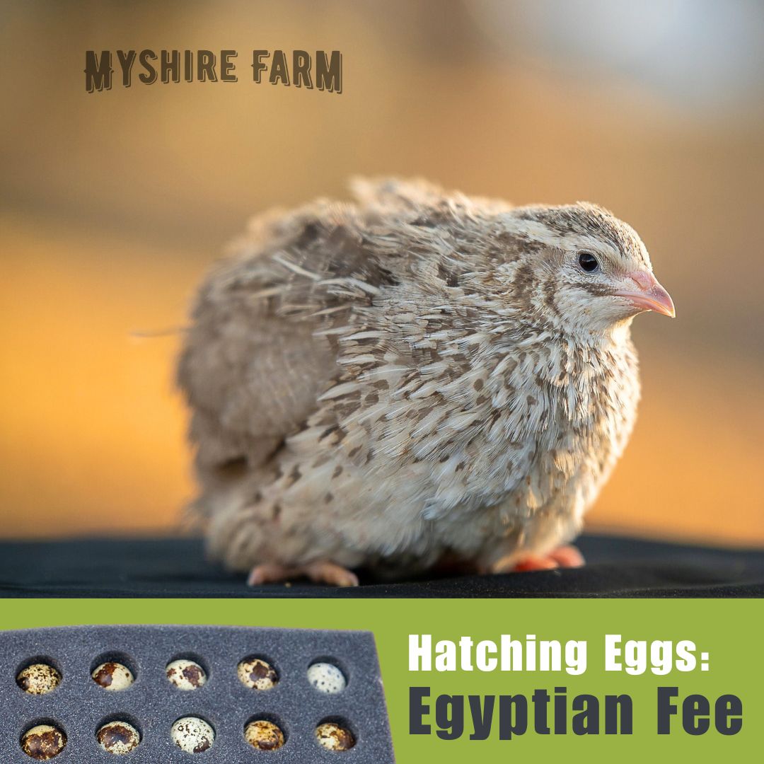 Egyptian Fee  - Coturnix Quail Hatching Eggs