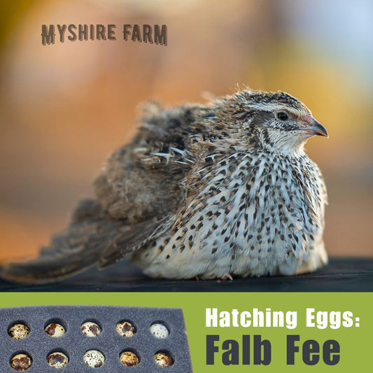 Falb Fee - Coturnix Quail Hatching Eggs