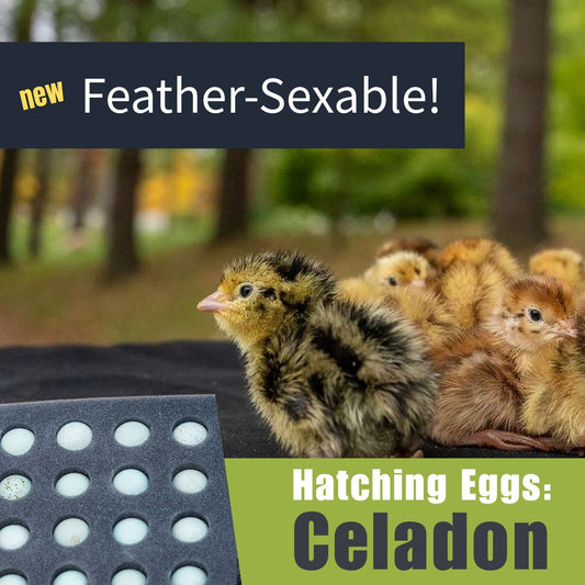 Celadon (True Blue) FEATHER-SEXABLE- Quail Hatching Eggs
