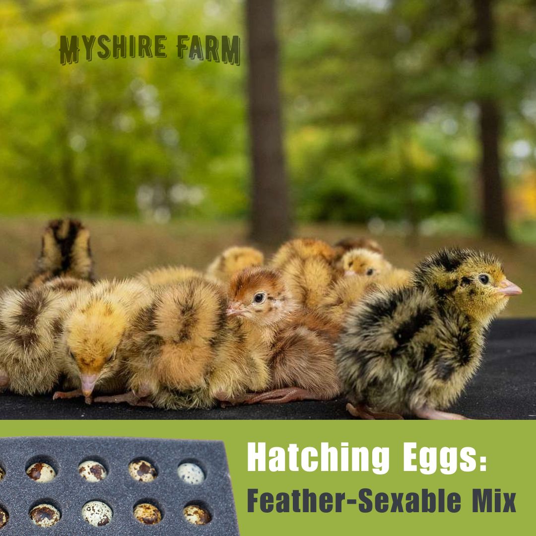 Feather Sexable Mix - Quail Hatching Eggs