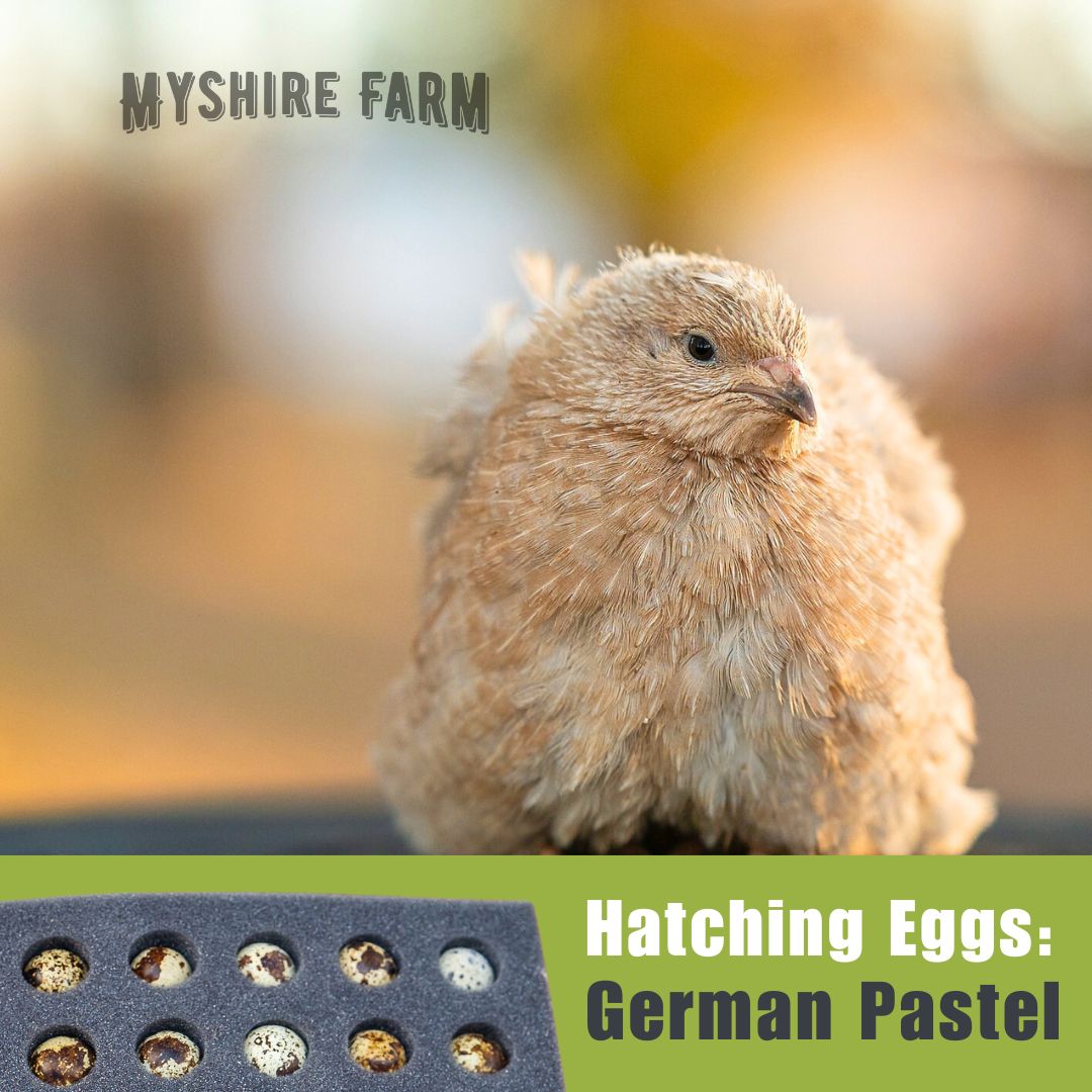 German Pastel Collection (GPC) - Hatching Eggs