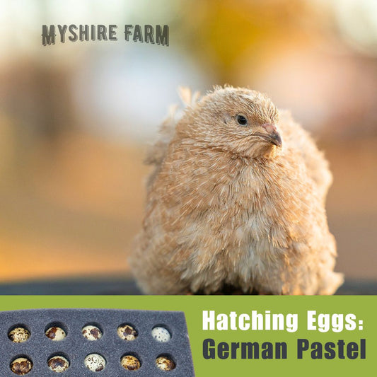 German Pastel Collection (GPC) - Hatching Eggs