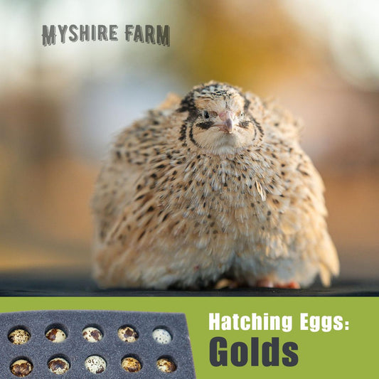 Golds - Coturnix Quail Hatching Eggs