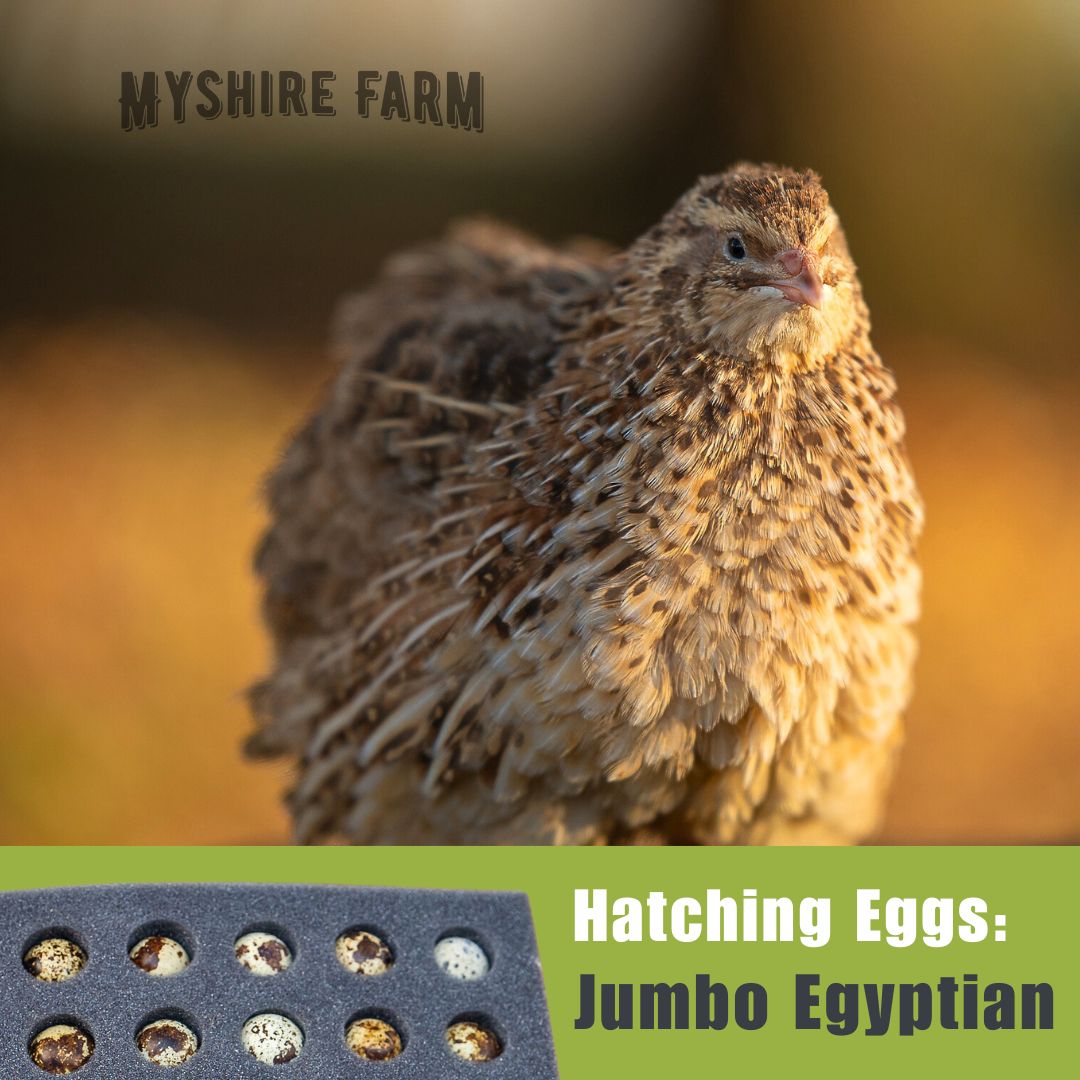 JUMBO Egyptian - Coturnix Hatching Eggs