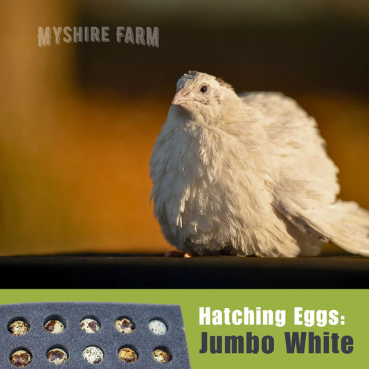 JUMBO White - Coturnix Hatching Eggs