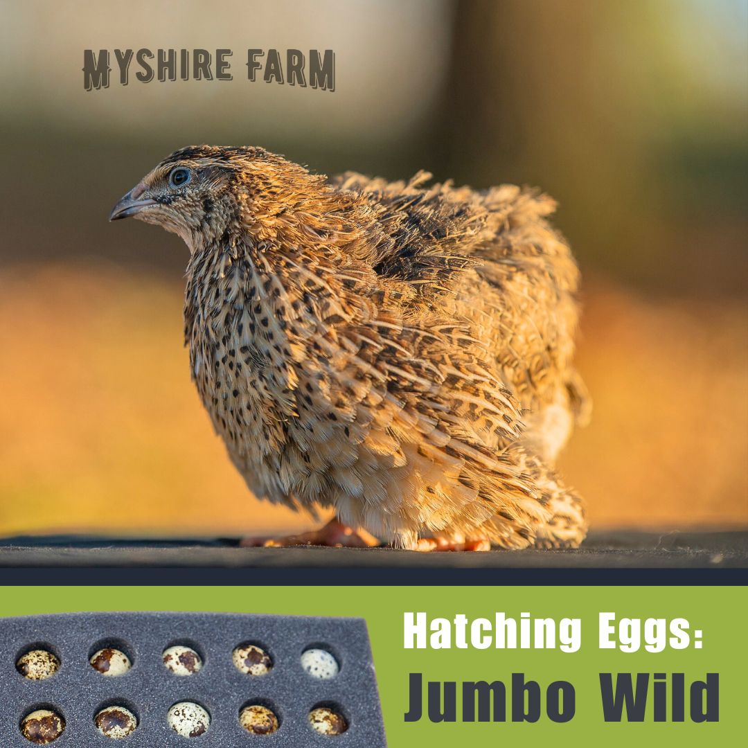 JUMBO Wild - Coturnix Hatching Eggs