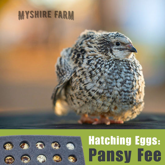 Pansy Fee - Coturnix Quail Hatching Eggs