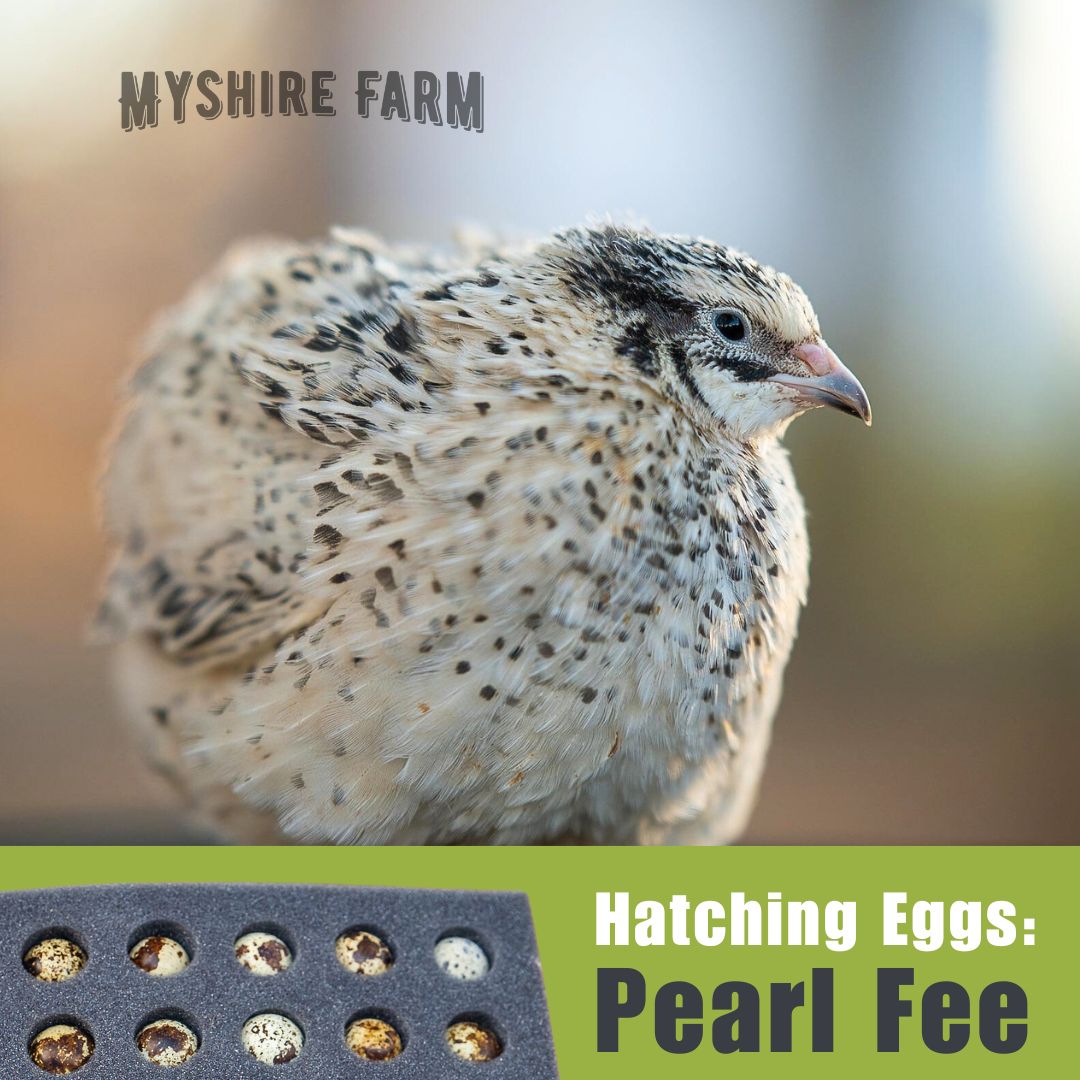 Pearl Fee - Coturnix Quail Hatching Eggs