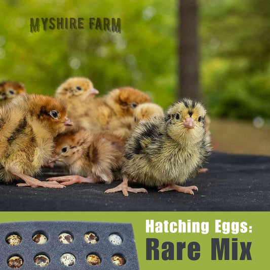 RARE Color Mix - Coturnix Quail Hatching Eggs