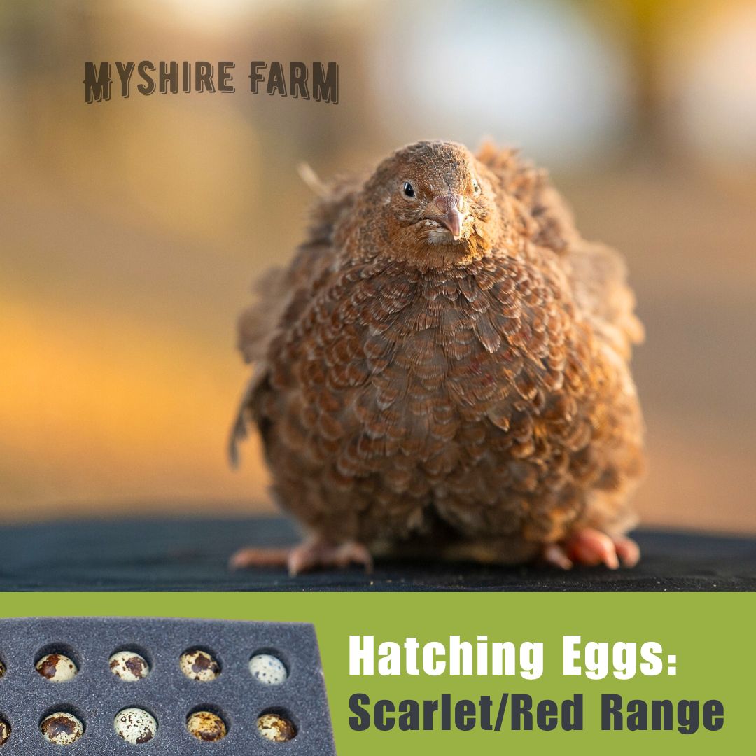 Scarlet & Red Range - Quail Hatching Eggs