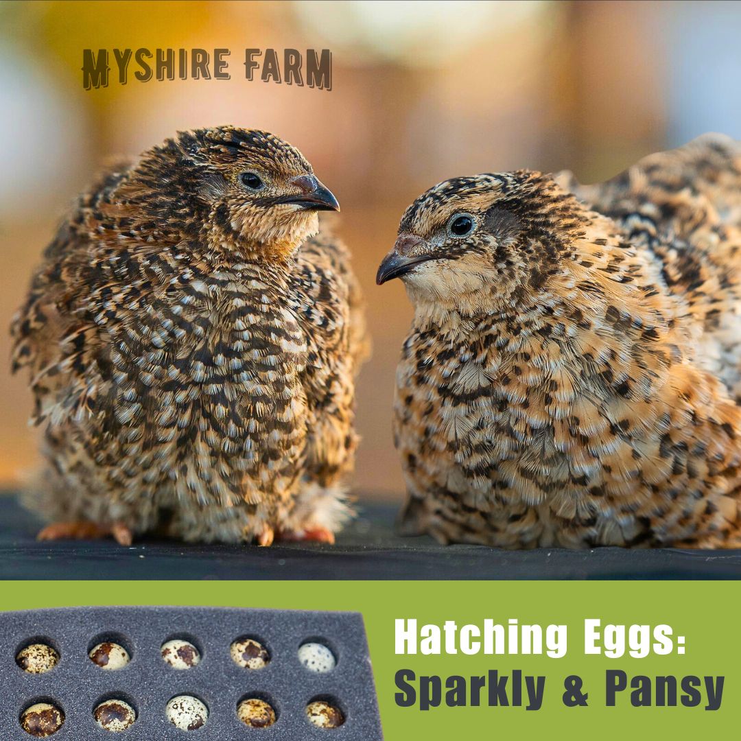 Sparkly and Pansy Mix - Quail Hatching Eggs