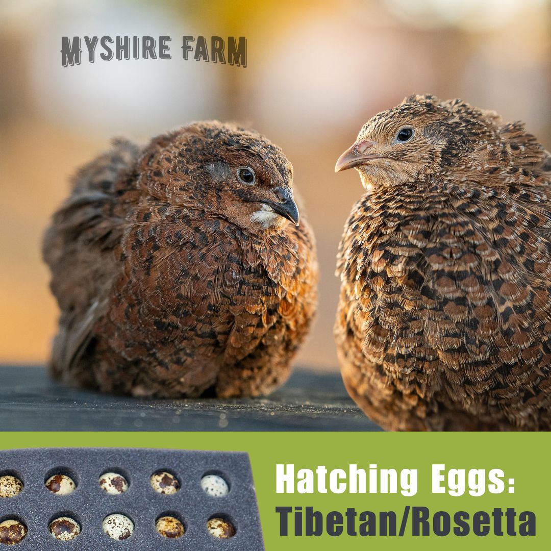 Tibetan and Rosetta - Quail Hatching Eggs