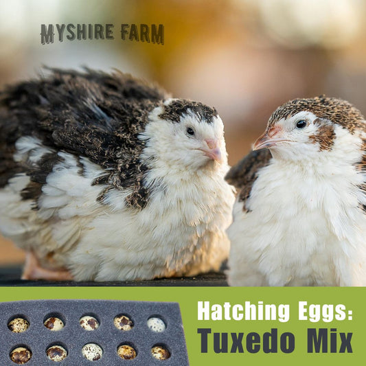 Tuxedo Mix - Coturnix Quail Hatching Eggs