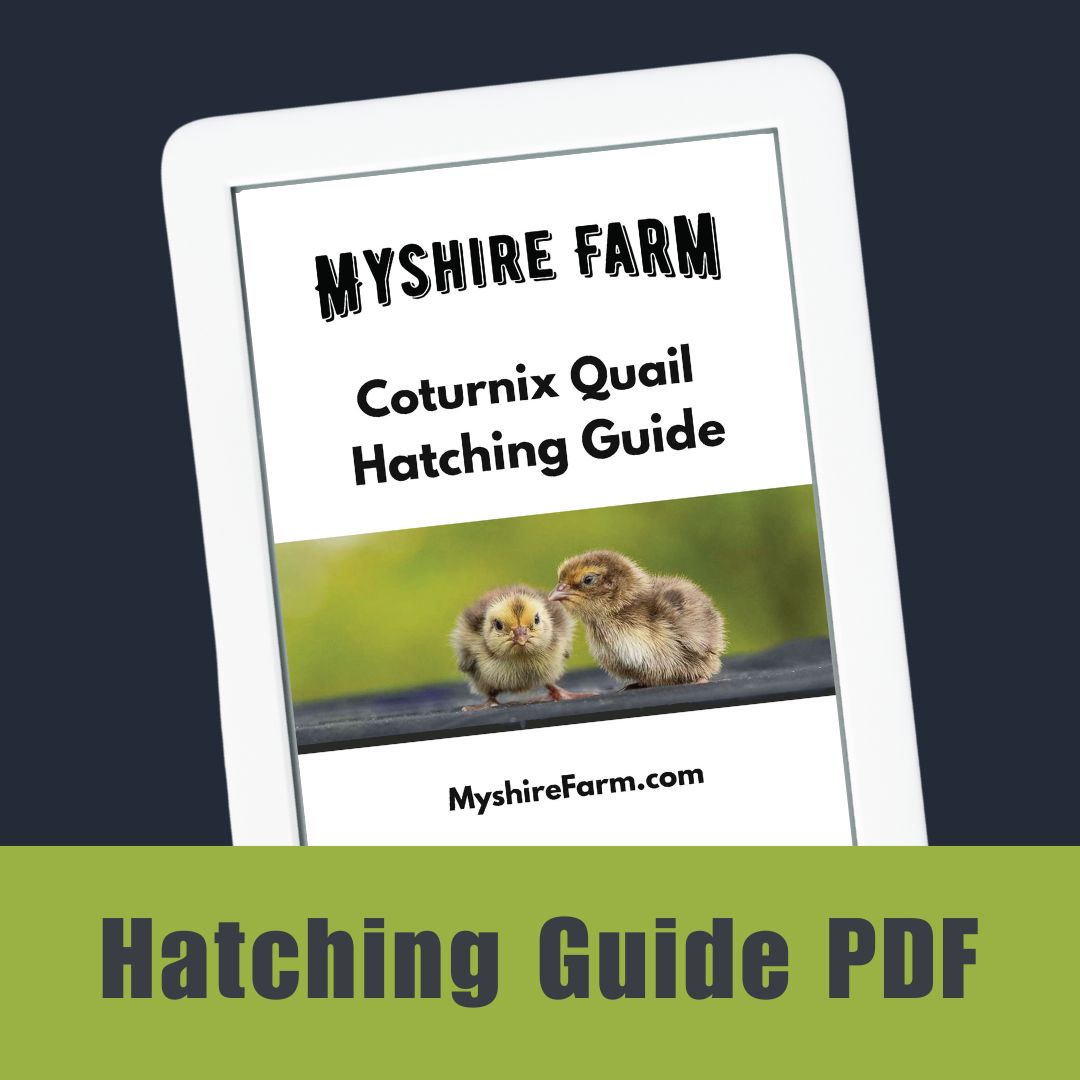 Quail Hatching Guide Free Resources – Myshire Farm Coturnix Quail