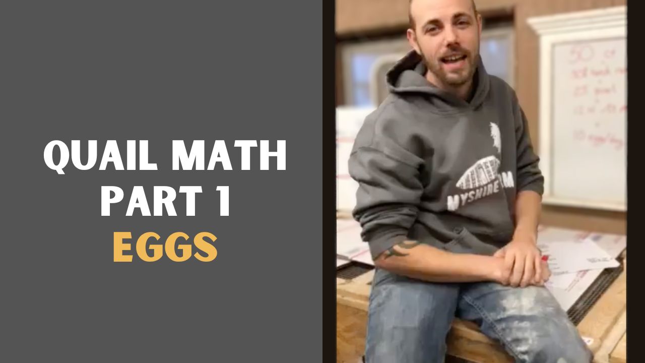 Load video: Zack from Myshire Farm talks about how to calculate how many quail you need to provide eggs for your family.