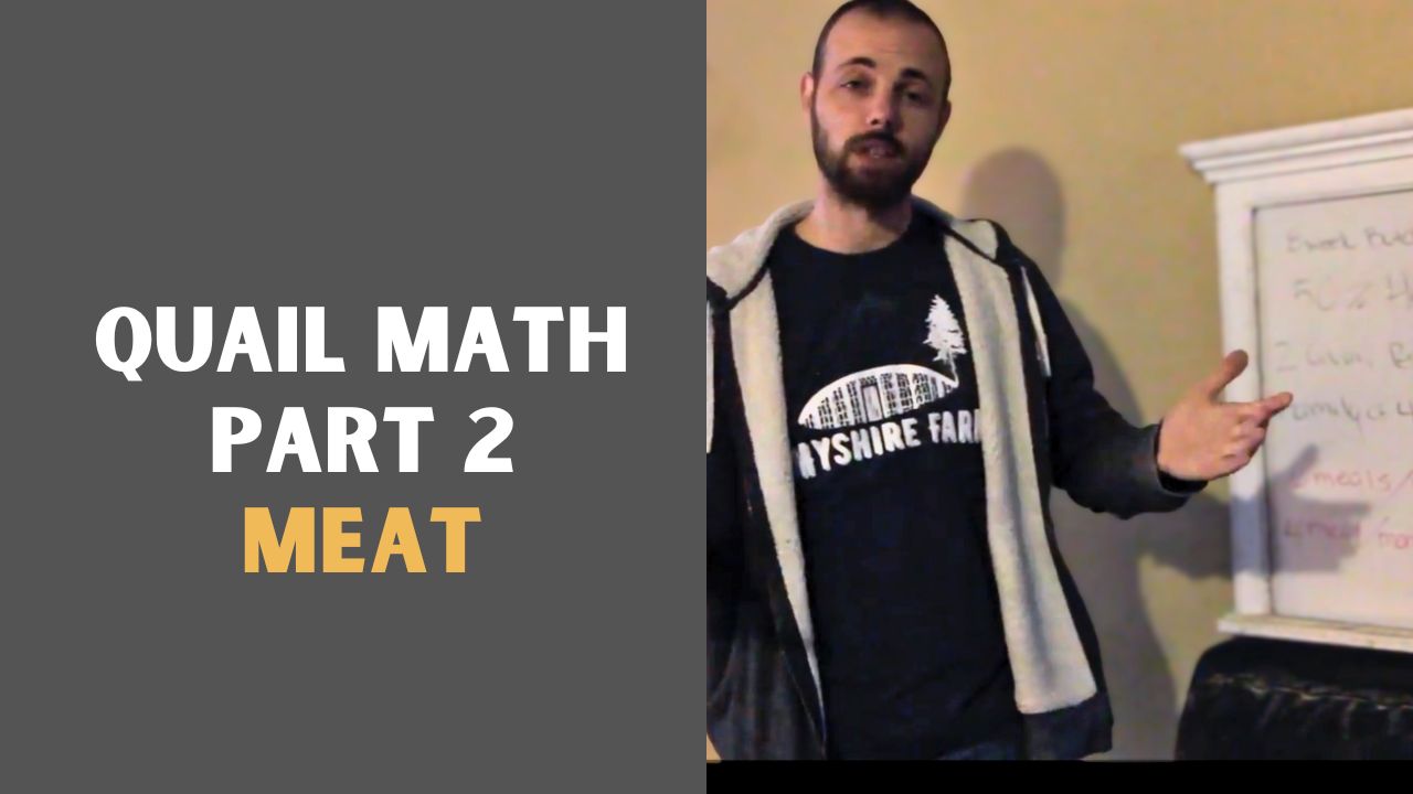 Load video: Zack from Myshire Farm talks about how to calculate how many quail you need to provide meat for your family.