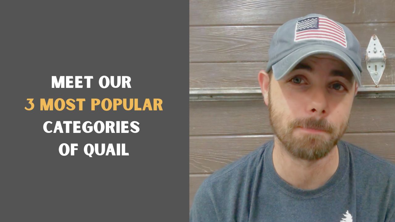 Load video: Zack from Myshire Farm introduces three different categories of Coturnix quail and discusses the differences between them.